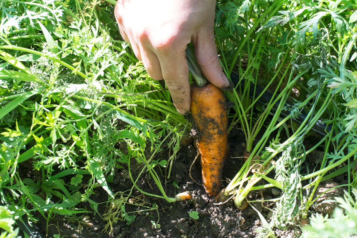 5 Must-Have Carrot Companion Plants For The Best Harvest 3 woman harvesting carrots from garden