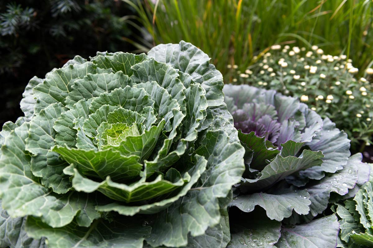 7 Best Companion Plants for Cabbage Family: Pests + What to Avoid 2 organic cabbage growing in garden
