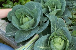 7 Best Companion Plants for Cabbage Family: Pests + What to Avoid 1 harvesting cabbage plants