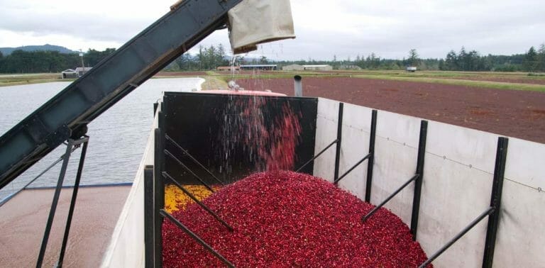 Are Cranberries Man Made? History, Humans & Uses (Solved) 8 cranberry harvest