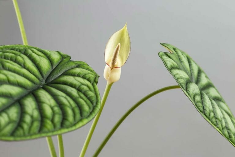 Alocasia Flower: What It Means & How to Get Yours to Blossom 6 white alocasia flower blooming