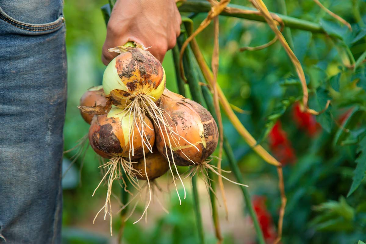 10 Onion Growing Stages: From Bulb & Seed + Growing Tips 5 farmer harvesting onions
