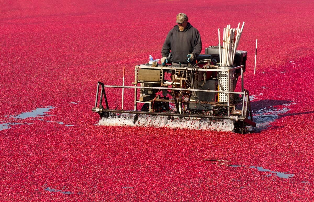 Are Cranberries Man Made? History, Humans & Uses (Solved) 3 cranberry farmer harvesting cranberries