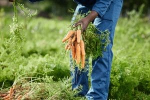 5 Must-Have Carrot Companion Plants For The Best Harvest 1 harvesting carrots with companion plants