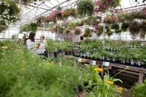 Things to Consider When Buying a Houseplant: Guide + 14 Tips 1 woman buying a houseplant in garden center