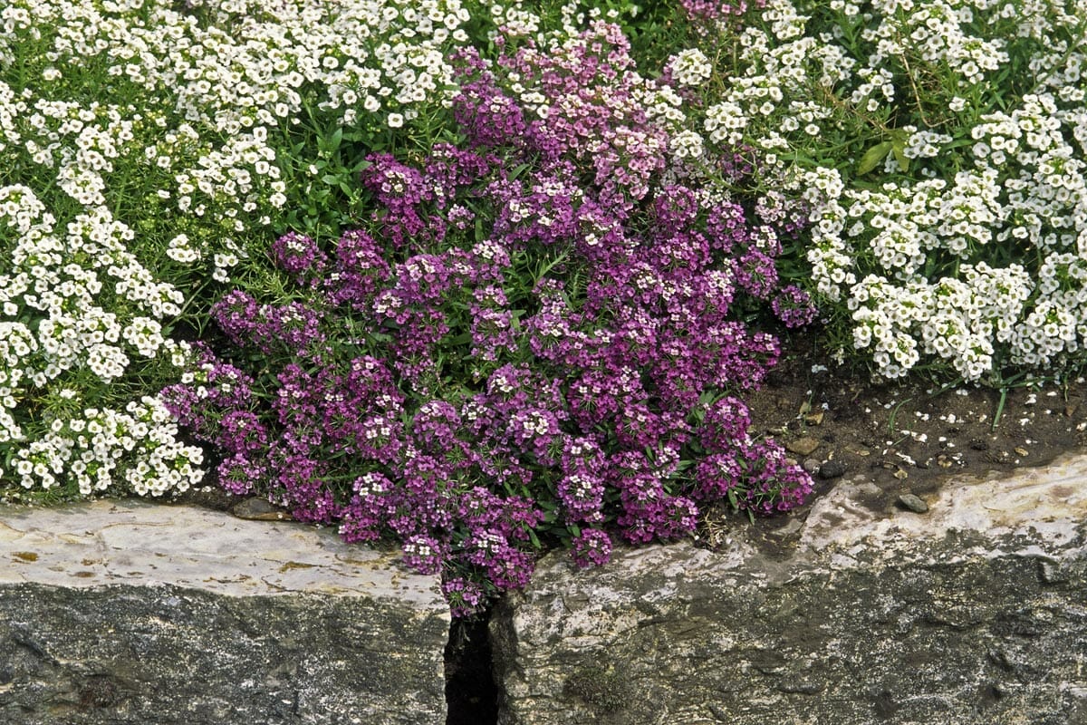 13 Best Border Plants For Edging 2 Alyssum planted in garden edging