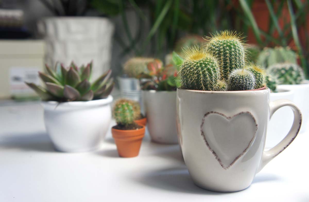 Feng Shui Plants That Can Send Good or Bad Vibes, According to Experts 2 cactus are bad feng shui plants, shown on a white table.