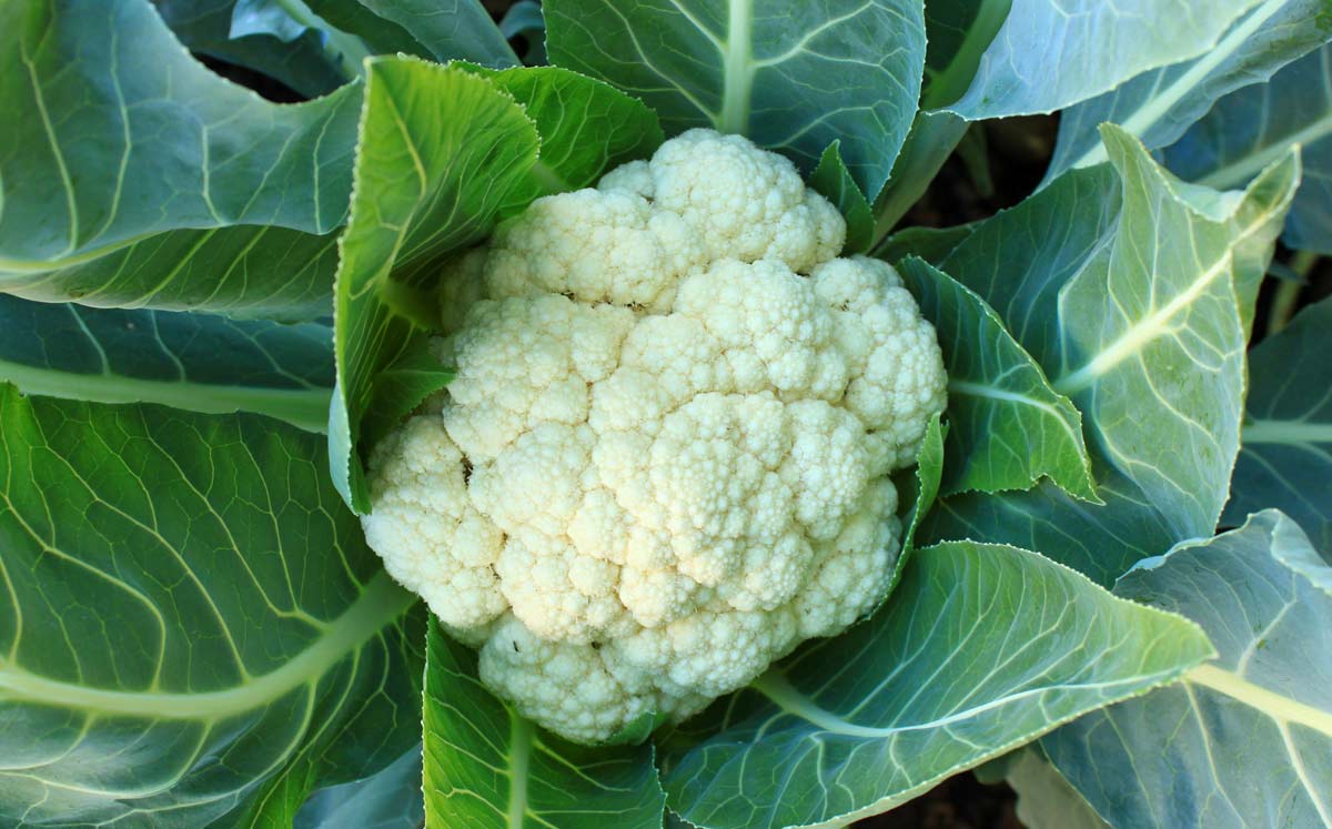 5 Must-Have Cauliflower Companion Plants For Best Harvest 3 growing cauliflower plant
