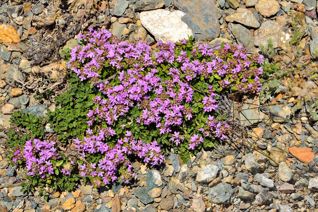 13 Best Border Plants For Edging 18 creeping thyme in bloom.