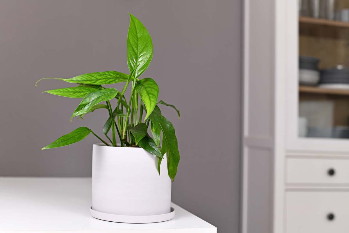 10 Beautiful Household Plants That Are Toxic for Cats 9 dragon tail pothos plant in a white pot.