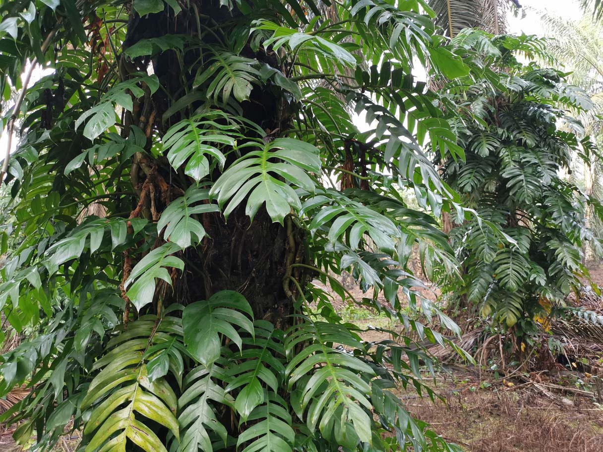 Dragon Tail Pothos: Most Unknown "Beginner-Friendly" Epipremnum Plant 2 Dragon Tail Pothos: Most Unknown "Beginner-Friendly" Epipremnum Plant - dragon tail pothos plant wild dp 459174408 XL