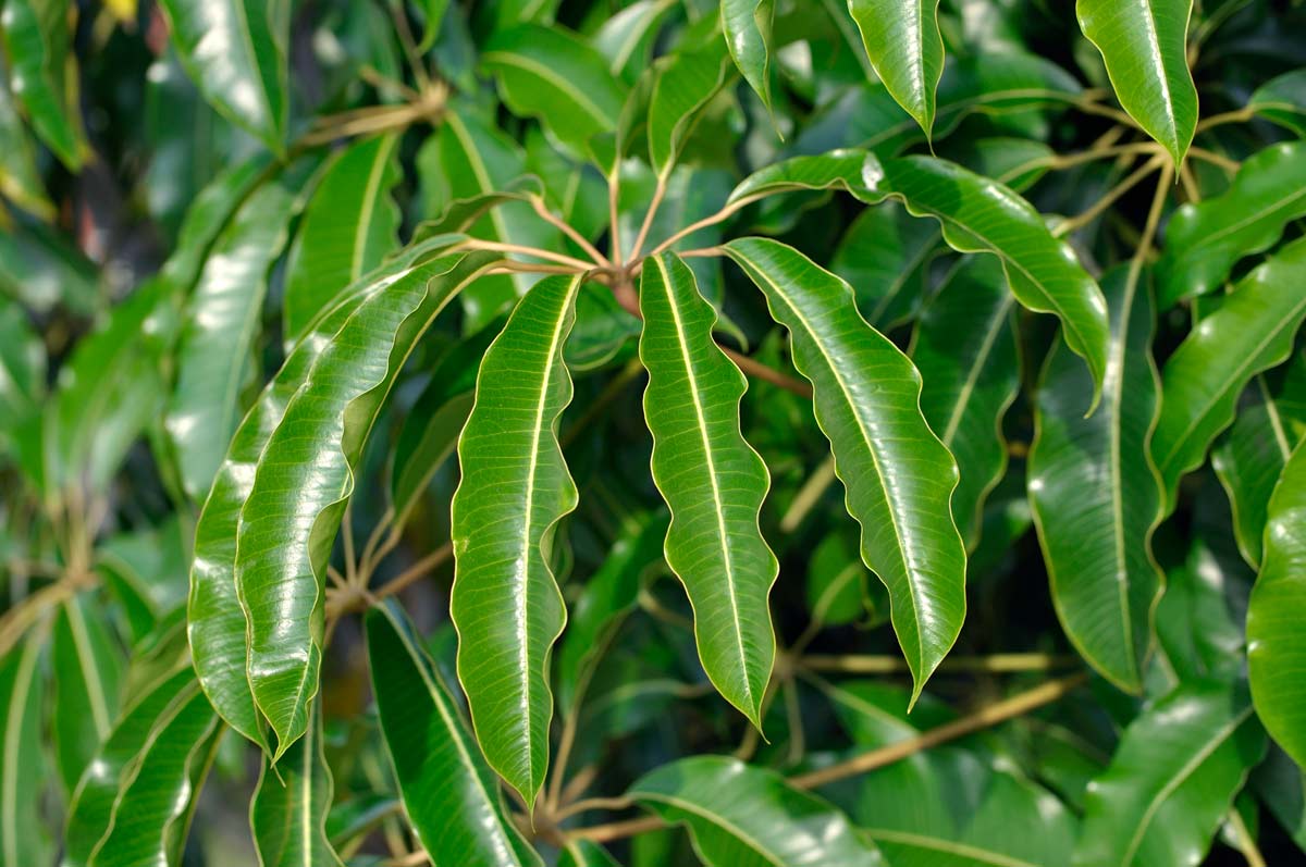 17 Houseplants That Can Live for Decades 9 17 Houseplants That Can Live for Decades - dwarf umbrella tree dp 15931935 XL