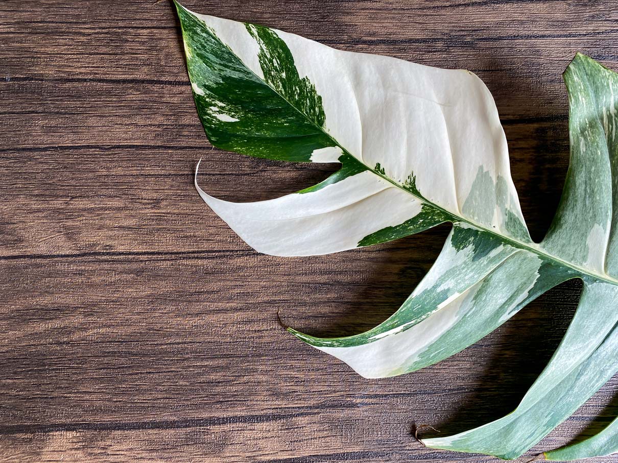 The Rolls-Royce of Pothos Plants: Epipremnum Pinnatum Albo 3 pothos albo variegated leaf on wood background.