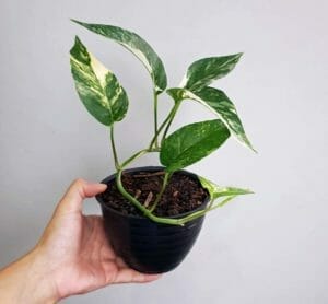The Rolls-Royce of Pothos Plants: Epipremnum Pinnatum Albo 1 holding an epuipremnum Pinnatum albo pothos plant.