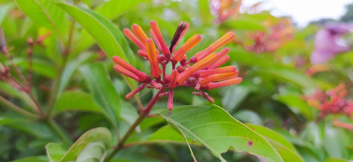 Use These Firebush Tips to Make Your Yard a Hummingbird Haven 3 Use These Firebush Tips to Make Your Yard a Hummingbird Haven - firebush plant for garden dp 465398496 XL