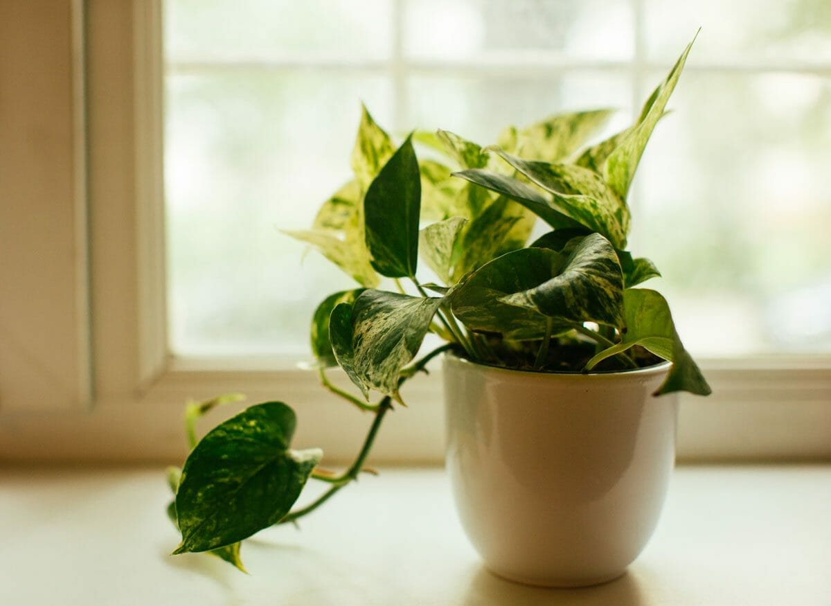 Golden Pothos Care 101: How to Keep Your Plant Happy & Healthy 4 golden pothos plant under ideal lighting