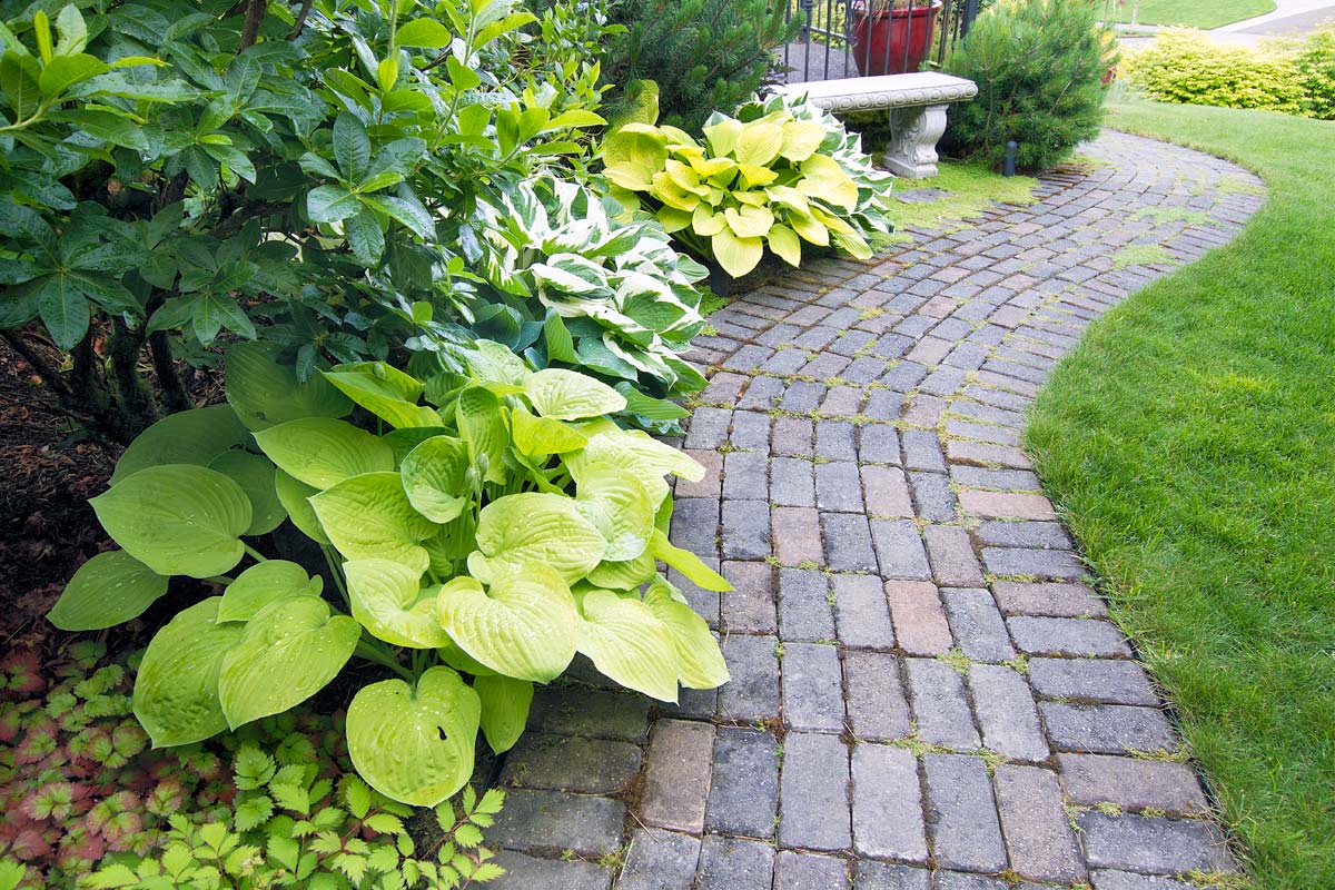 13 Best Border Plants For Edging 7 hostas along a garden path.