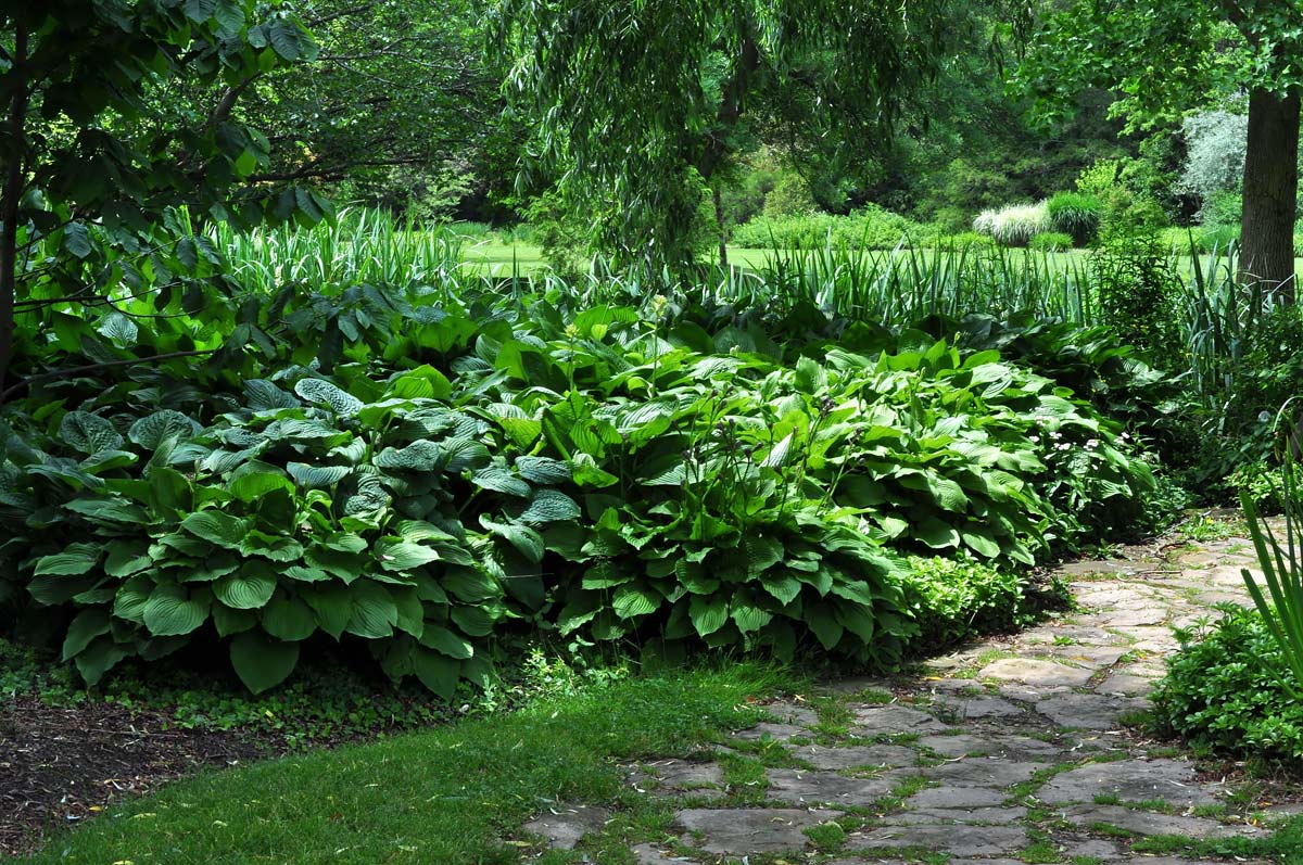 13 Best Border Plants For Edging 8 hostas planted in garden.