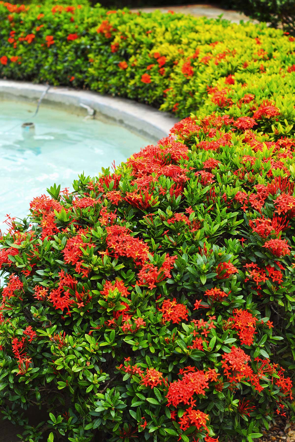 13 Best Border Plants For Edging 5 Ixora plant edging a garden.