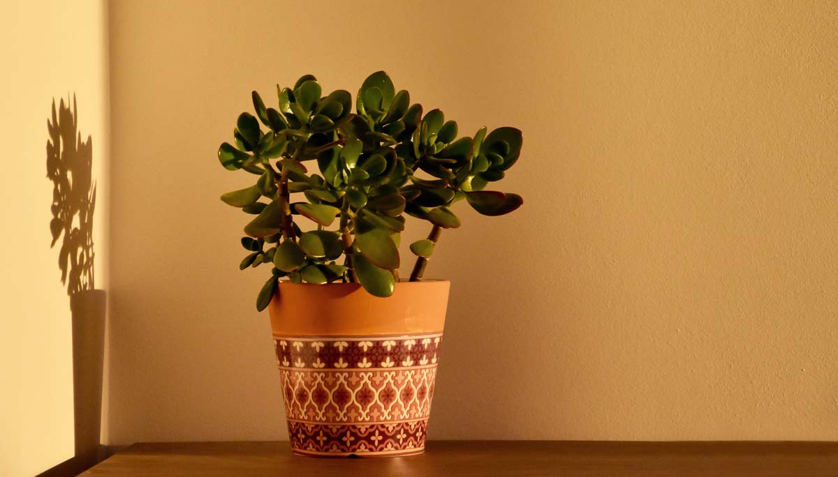 Feng Shui Plants That Can Send Good or Bad Vibes, According to Experts 5 jade plant for good feng shui.