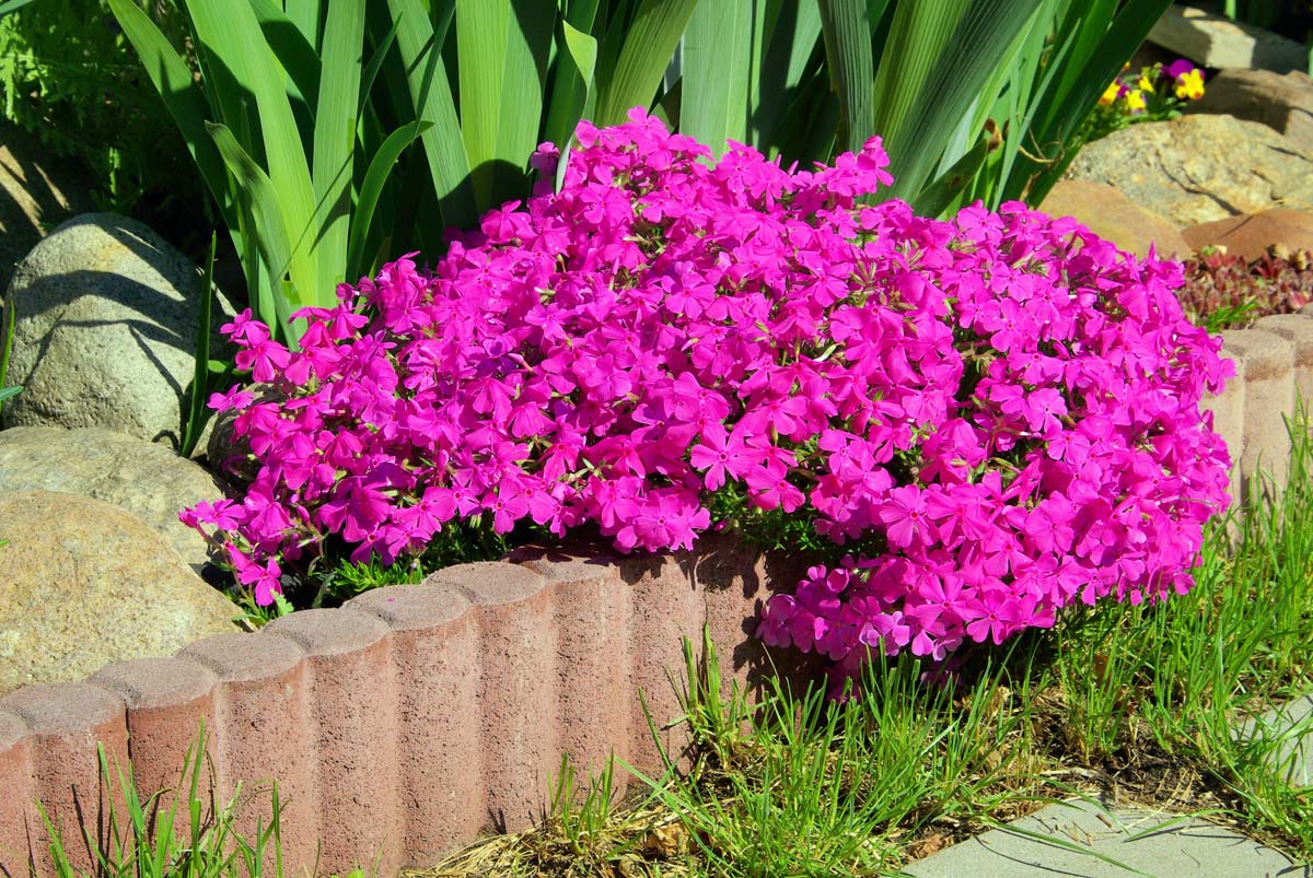 15 Evergreen Perennials for Constant Color & Natural Weed Control - landscape edging with moss phlox dp 44189731 XL