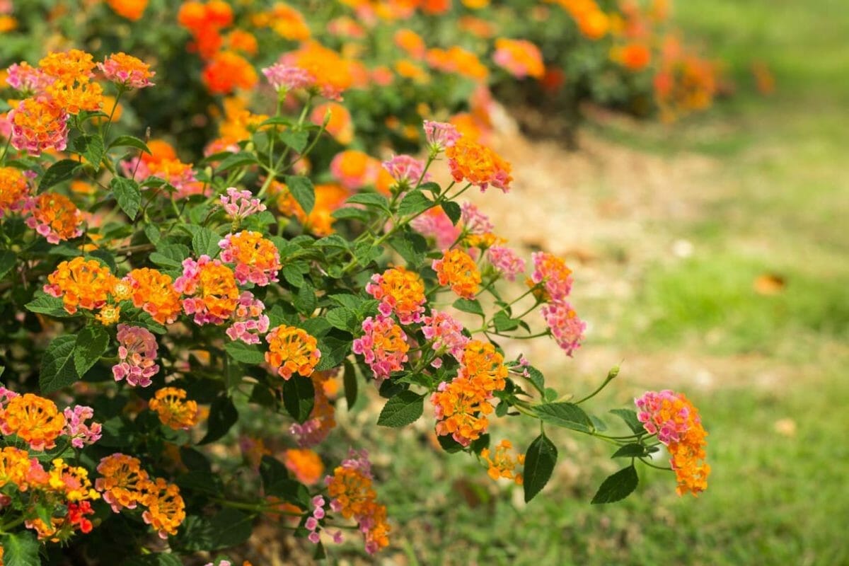 15 Weed-Busting & Drought-Proof Plants That Pull Double Duty 5 15 Weed-Busting & Drought-Proof Plants That Pull Double Duty - lantana flower plant dp 46037357 XL