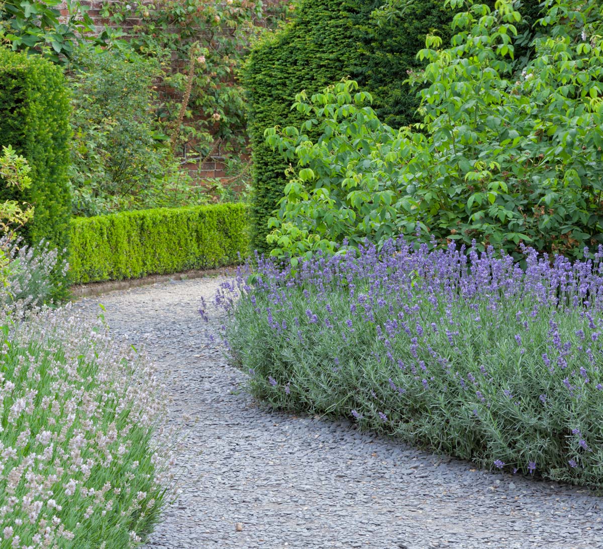13 Best Border Plants For Edging 9 lavender plants in a garden.