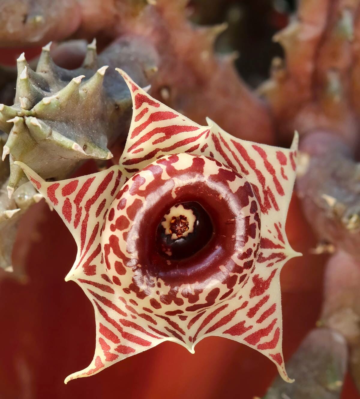 Lifesaver Cactus Care ~ Astonishing Blooms (Huernia zebrina) 2 closeup of Huernia zebrina flower in bloom.