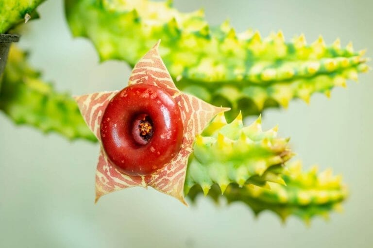 Lifesaver Cactus Care ~ Astonishing Blooms (Huernia zebrina) 2 closeup of lifesaver cactus flower in bloom.