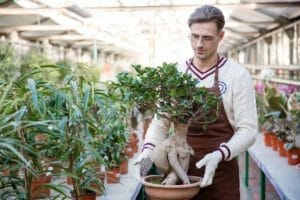 Feng Shui Plants That Can Send Good or Bad Vibes, According to Experts 1 man holding a bonsai tree that symbolizes bad feng shui