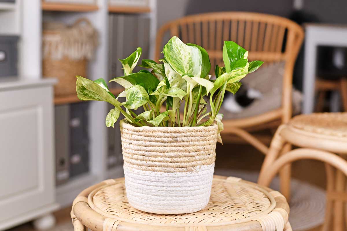 Manjula Pothos Plant Care Guide + 4 Common Problems to Avoid 3 manjula pothos plant in a basket on a table.