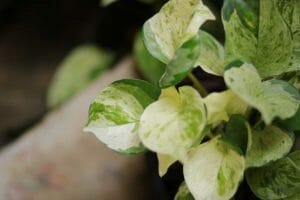 Manjula Pothos Plant Care Guide + 4 Common Problems to Avoid 1 close view of Manjula pothos plant leaves.