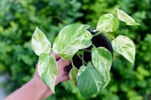 Marble Queen Pothos Takes The Crown: Plant Care Guide 1 holding up a marble queen pothos plant.