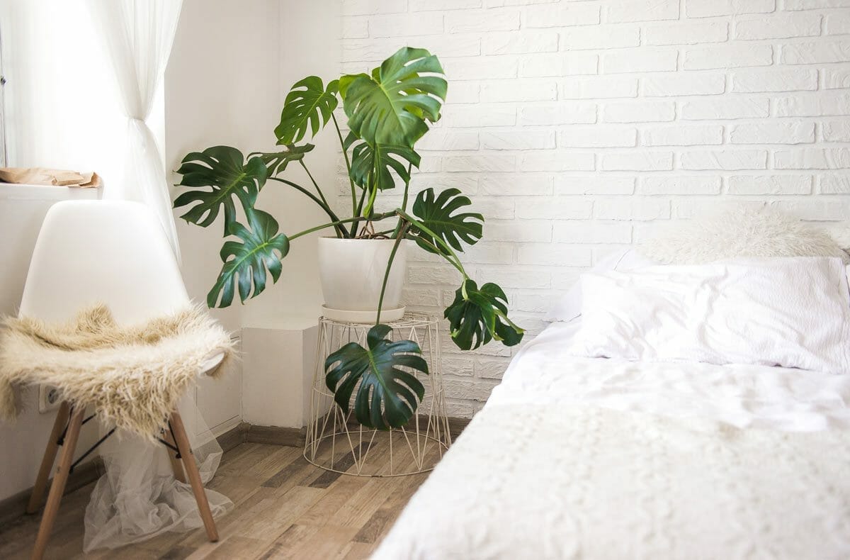 monstera