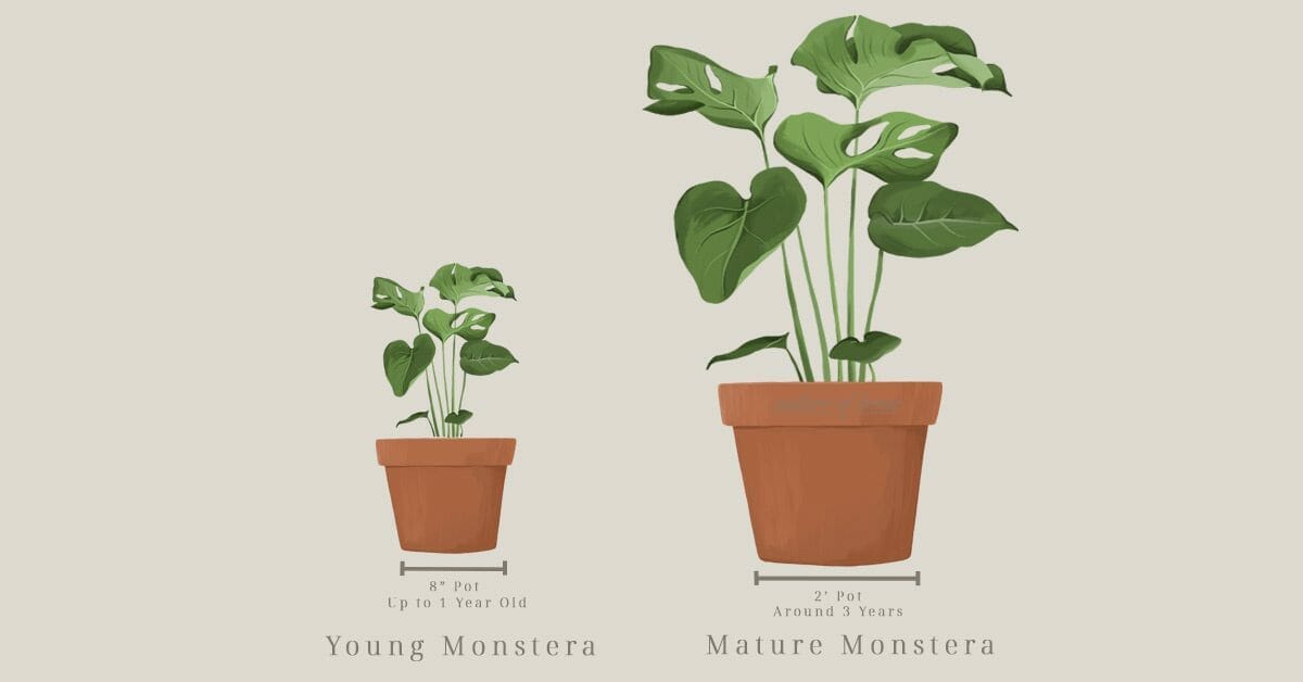 Here's The Best Pot For Monstera Plants + 4 Types to Avoid 2 showing monstera pot sizes