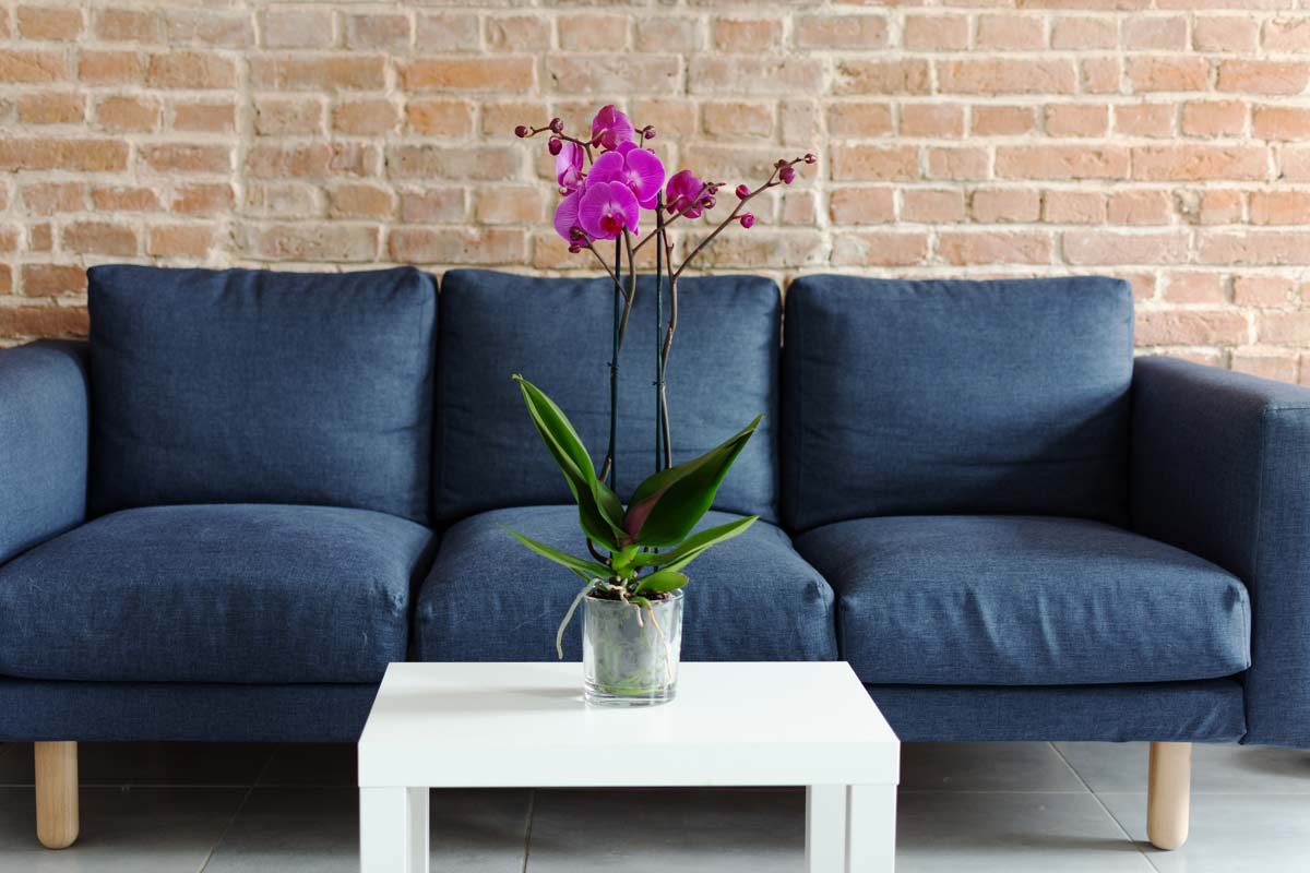 Feng Shui Plants That Can Send Good or Bad Vibes, According to Experts 4 orchids on a table for good feng shui.