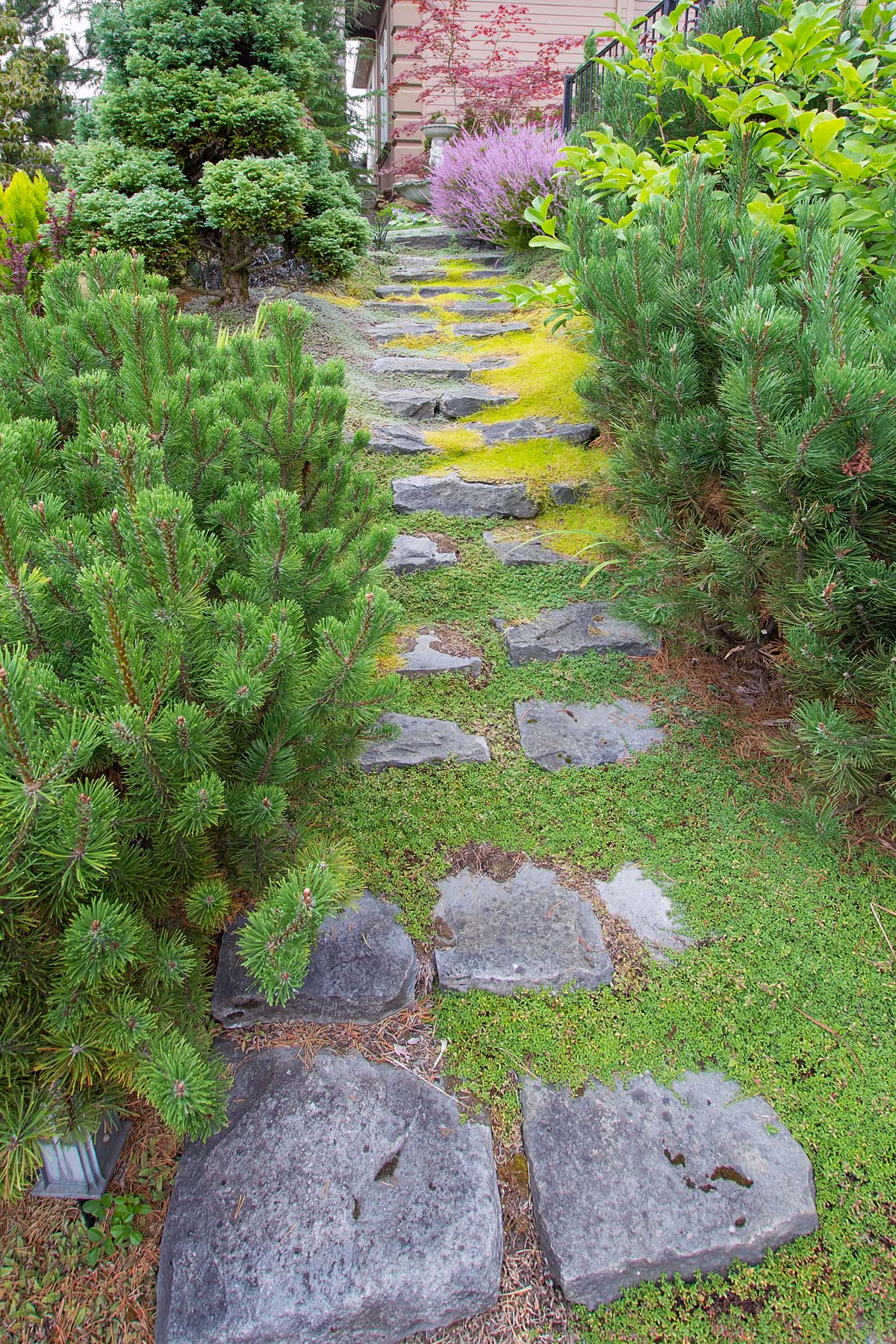 13 Best Border Plants For Edging 17 pathway with creeping thyme.