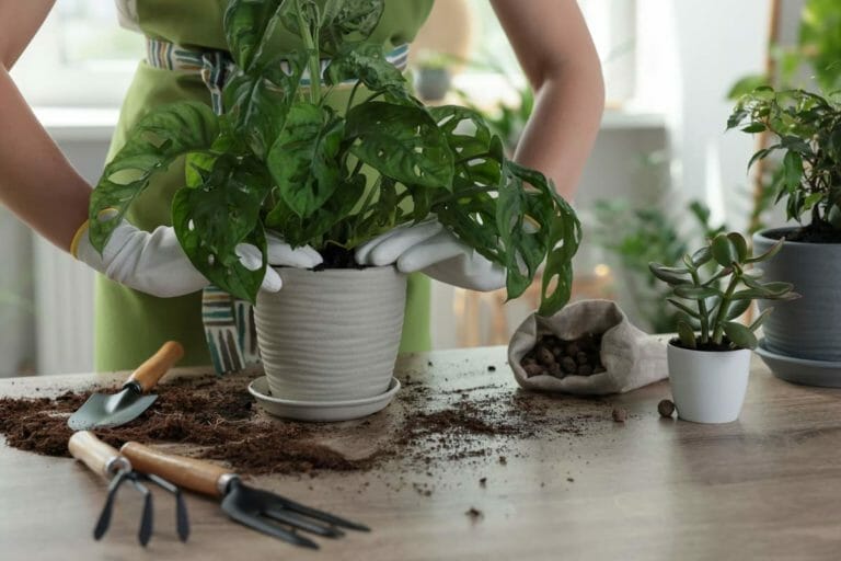 Here's The Best Pot For Monstera Plants + 4 Types to Avoid 5 woman potting a monstera plant