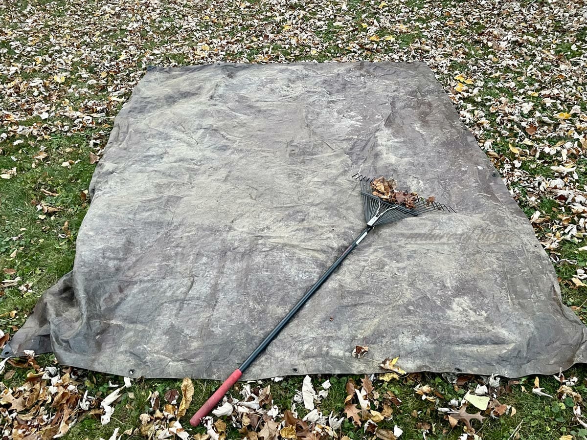 Burning Leaves: Experts Warn Against & Offer Suggestions 3 raking leaves in yard with a tarp.