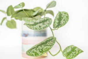 Silver* Satin Pothos: Intriguing ‘Shingling’ Plant Care Guide 1 satin, or silver pothos plant in a pastel colored pot.