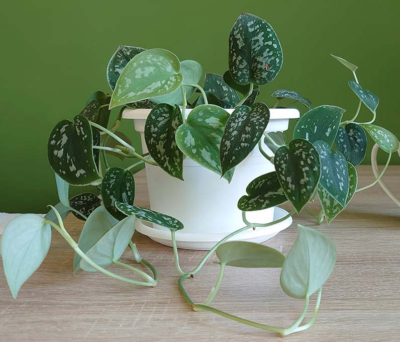 Silvery Ann vs Satin Pothos: Truth Revealed & Differences 3 Scindapsus pictus