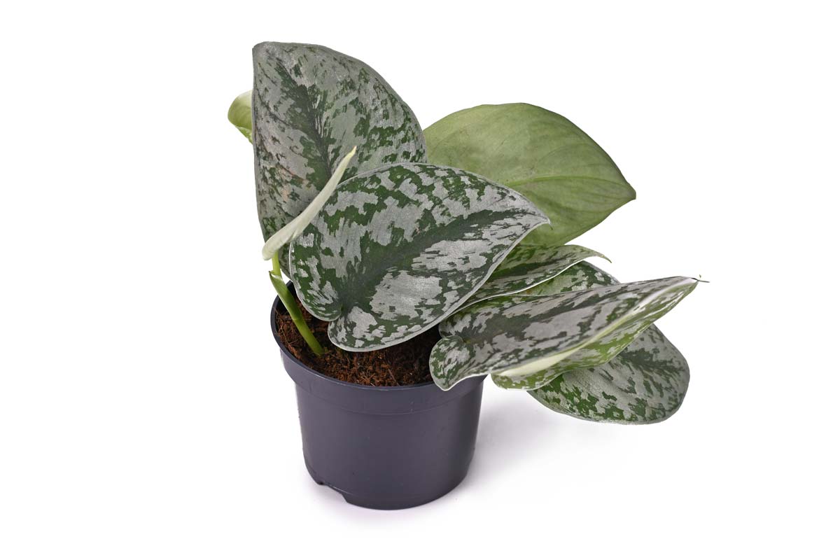 Silver* Satin Pothos: Intriguing ‘Shingling’ Plant Care Guide 5 Silver* Satin Pothos: Intriguing ‘Shingling’ Plant Care Guide - scindapsus pictus exotica dp 432440064 XL