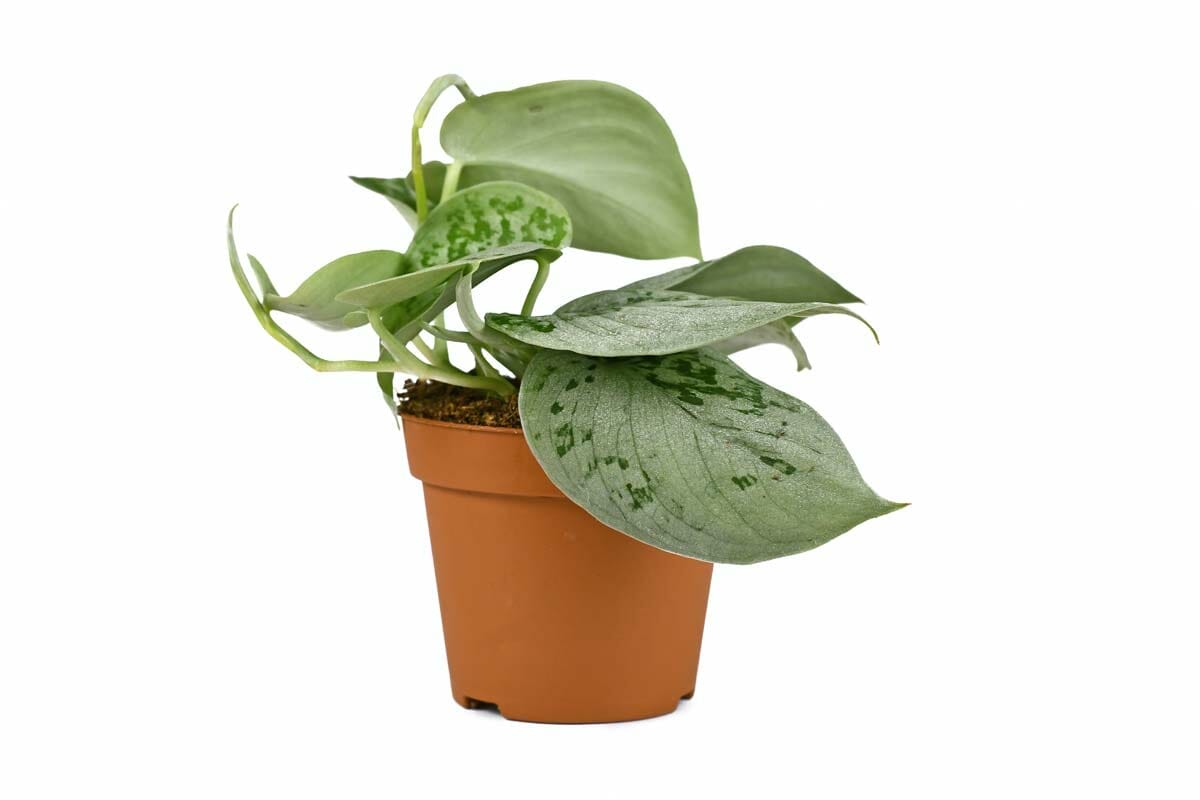 Silvery Ann vs Satin Pothos: Truth Revealed & Differences 2 scindapsus pictus silvery ann satin pothos plant in a pot.