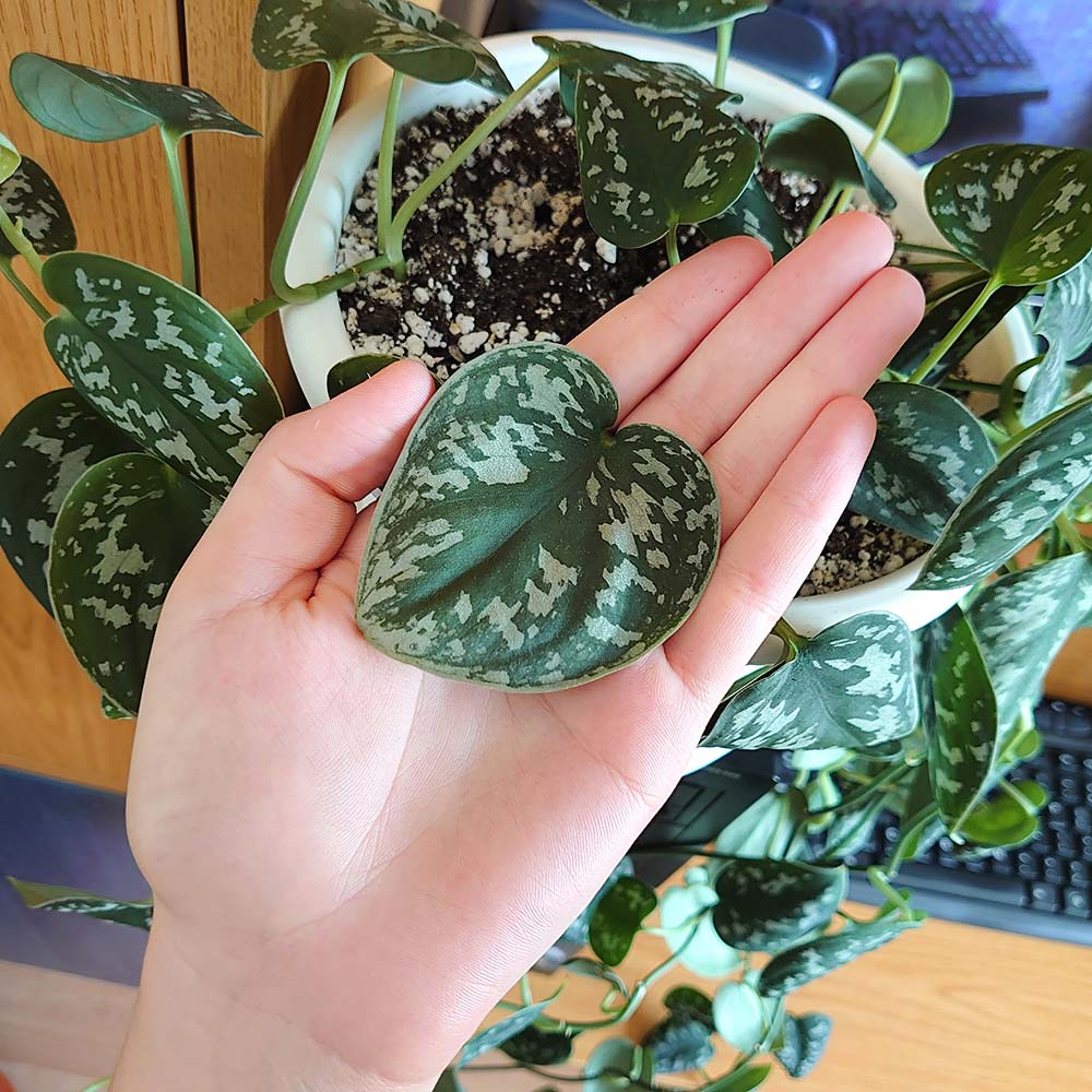 Silver* Satin Pothos: Intriguing ‘Shingling’ Plant Care Guide 3 Scindapsus pictus ‘Argyraeus’ close up with hand holding.