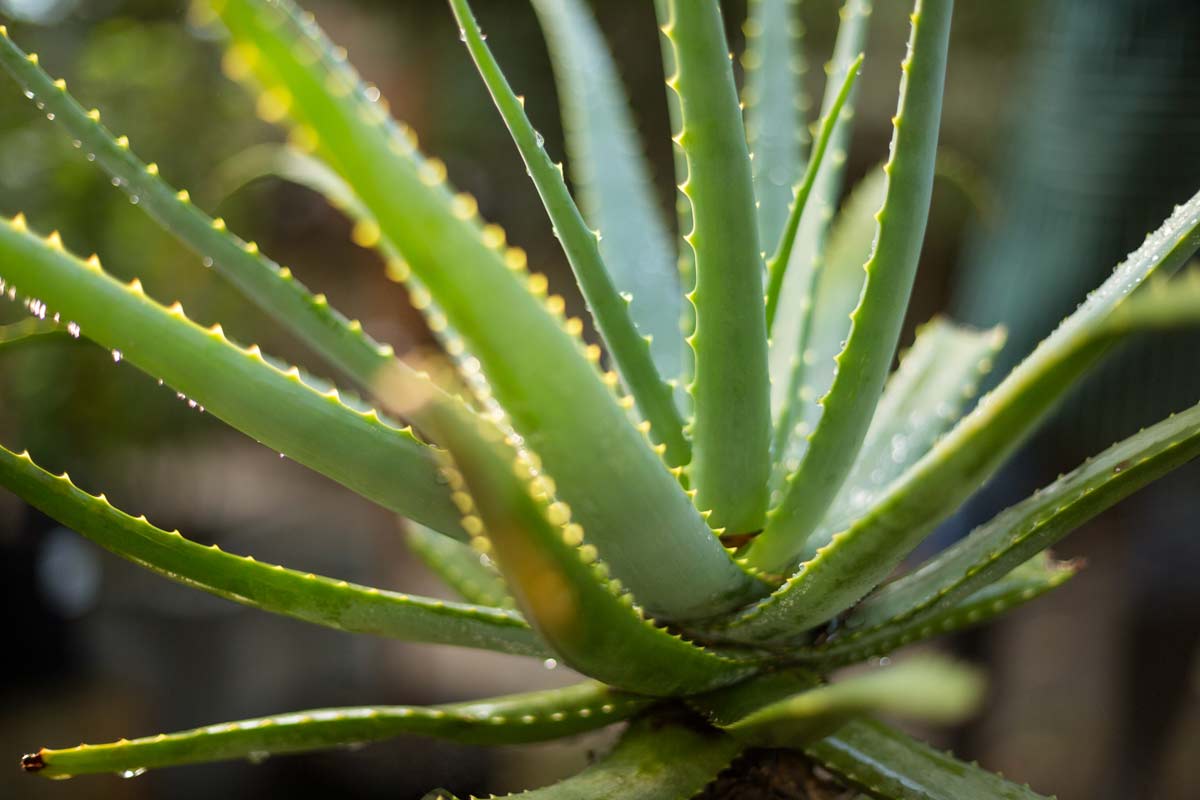 10 Beautiful Household Plants That Are Toxic for Cats 3 aloe vera plant