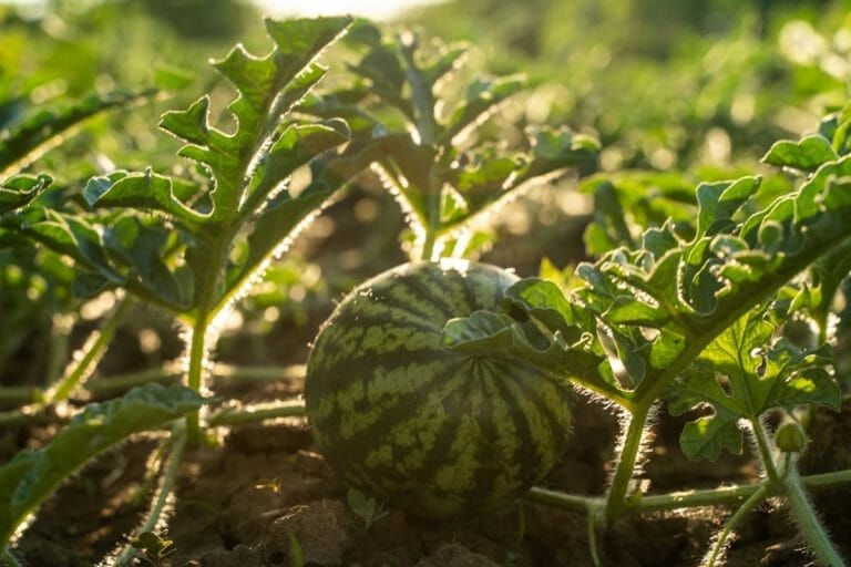 8 Watermelon Growth Stages: Seed to Plate + Growing Tips 9 watermelon growing in a field.