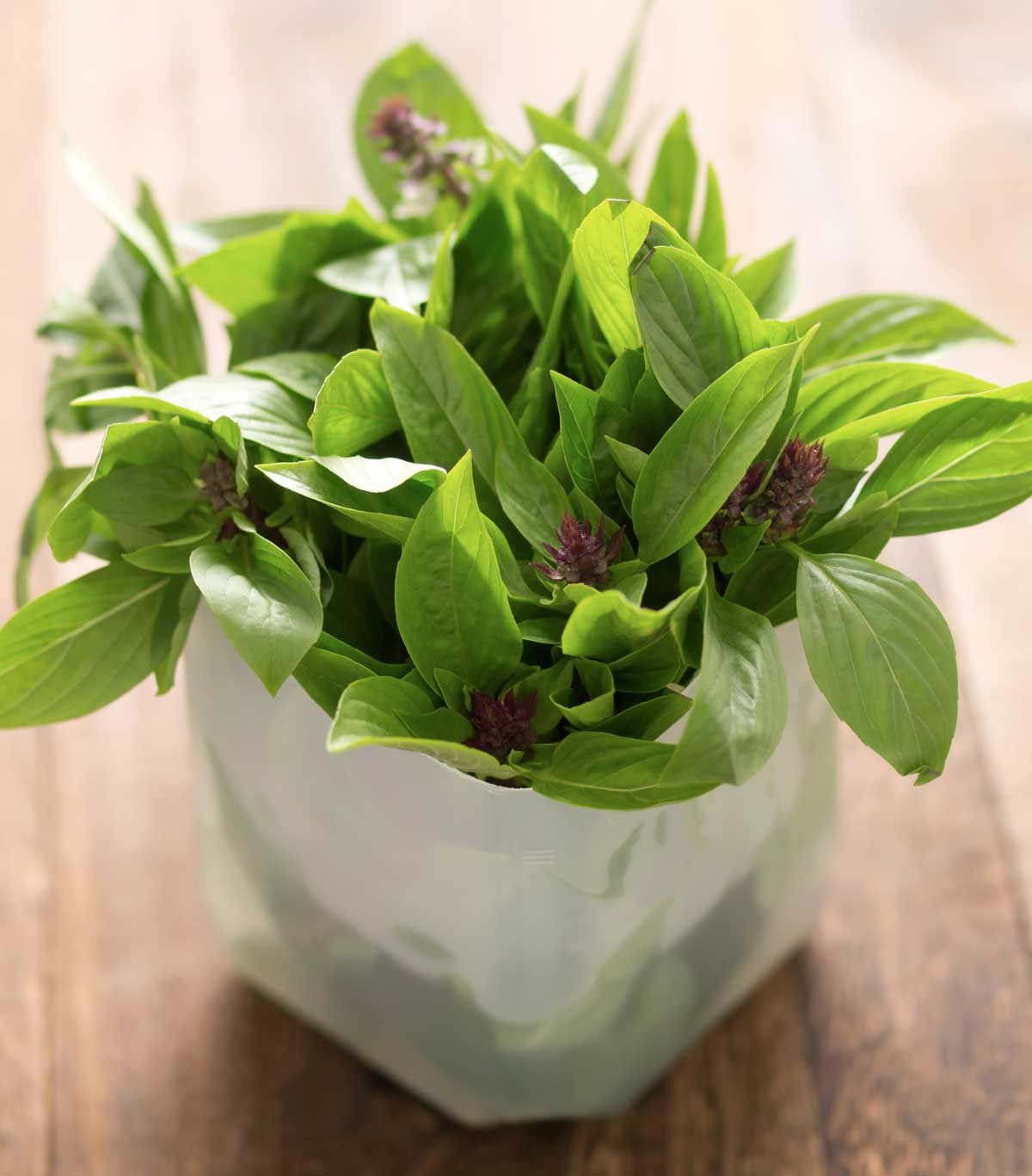 4 Best Herbs to Grow in the Kitchen + Storing & Drying 2 basil growing in a kitchen.