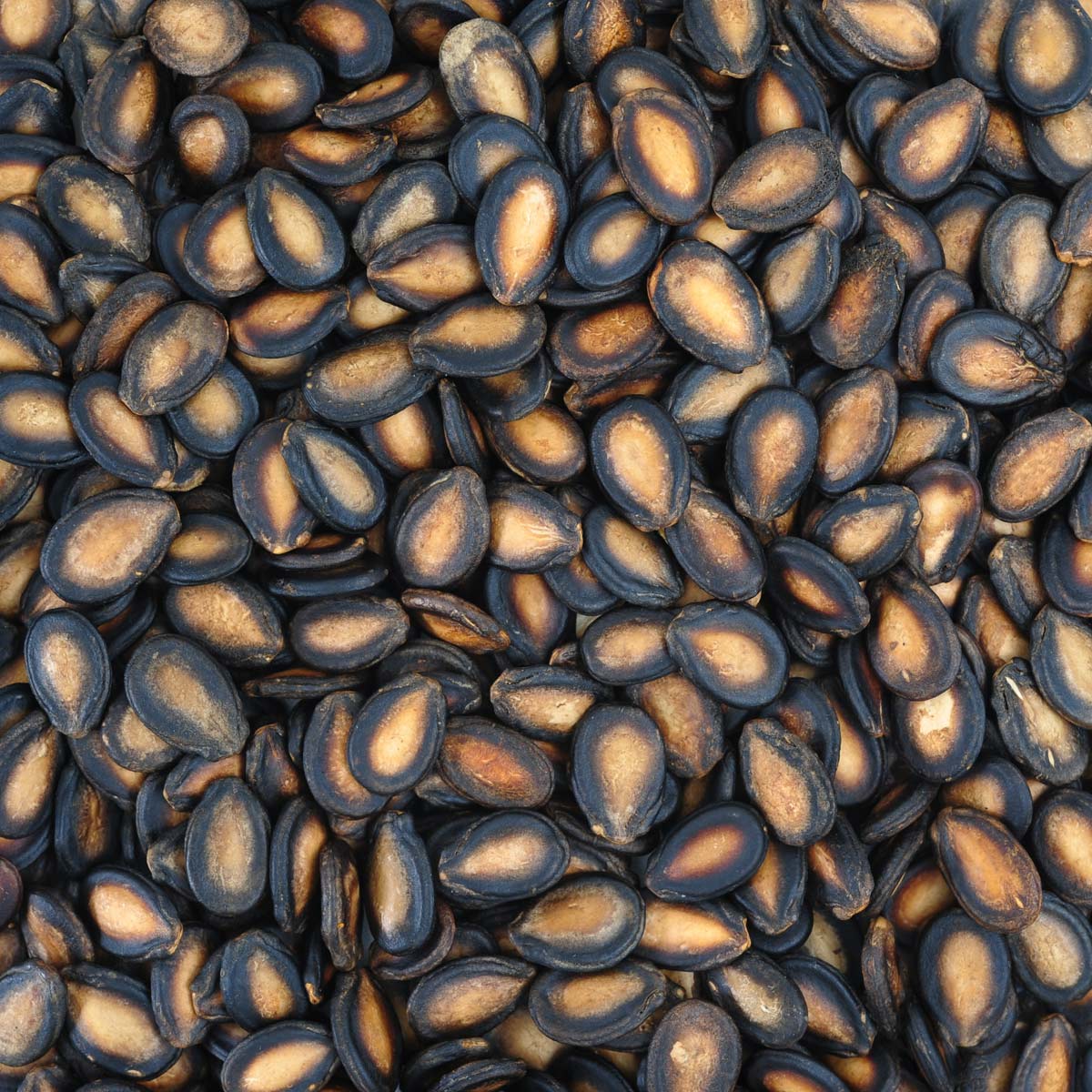 8 Watermelon Growth Stages: Seed to Plate + Growing Tips 2 bunch of watermelon seeds.