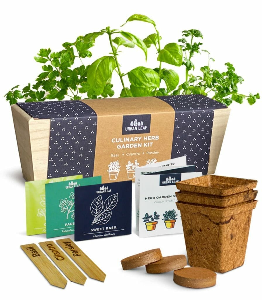 4 Best Herbs to Grow in the Kitchen + Storing & Drying 7 4 Best Herbs to Grow in the Kitchen + Storing & Drying - urban leaf herb garden kit