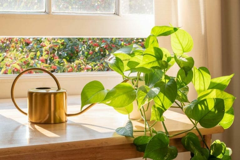 Steps to Save Overwatered Pothos + Underwatered: Like a Pro 9 watering a pothos plant